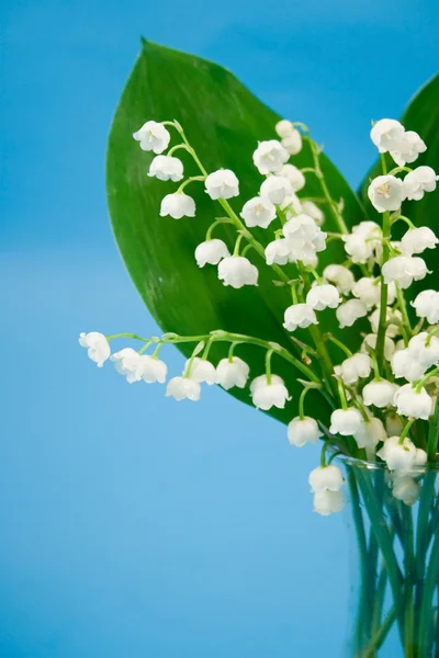 Lily of the valley on a blue background — Stock Photo, Image