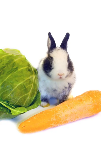 Le petit lapin s'assoit autour des légumes sur un fond blanc — Photo