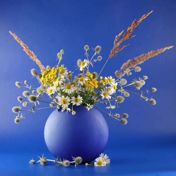 Vas med Buketter av fältet blommor på blå bakgrund. — Stockfoto