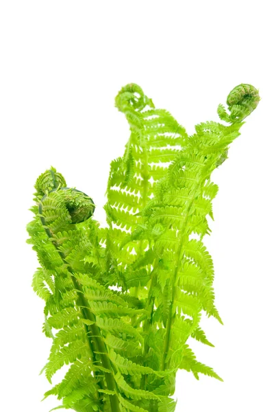 Fern leaves isolated on a white background — Stock Photo, Image