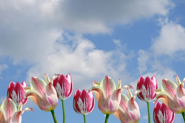 Pink-white tulips on a background of the cloudy sky. A spring card. Stock Picture
