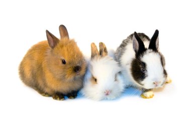 Beyaz arka plan üzerinde izole üç küçük tavşan