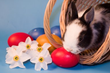 küçük tavşan ve rengarenk Paskalya yumurtaları