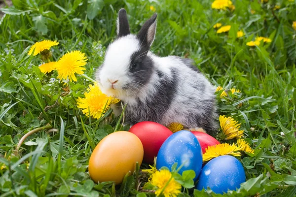 Le petit lapin et les œufs de Pâques colorés dans une herbe — Photo