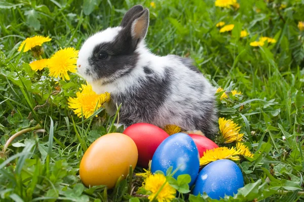 Il piccolo coniglio e le uova pasquali ricche di colore in un'erba — Foto Stock