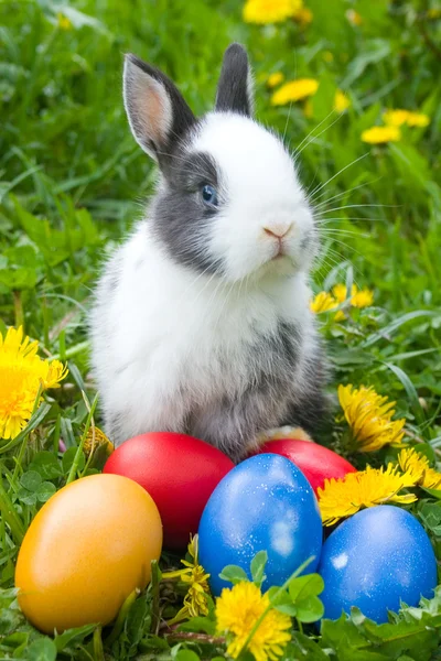 De kleine konijn en kleurrijke paaseieren in een gras — Stockfoto