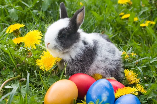 O pequeno coelho e ovos de Páscoa coloridos em uma grama — Fotografia de Stock
