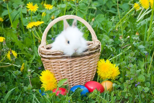 Il piccolo coniglio e le uova pasquali ricche di colore in un'erba — Foto Stock