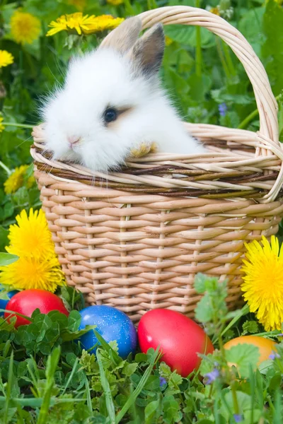 Το μικρό κουνέλι και πολύχρωμα Πασχαλινά αυγά σε ένα χόρτο — Φωτογραφία Αρχείου