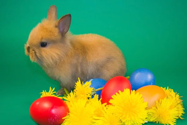 I coniglietti e le uova di Pasqua colorate — Foto Stock
