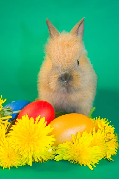 Τα μικρά κουνέλια και πολύχρωμα Πασχαλινά αυγά — Φωτογραφία Αρχείου