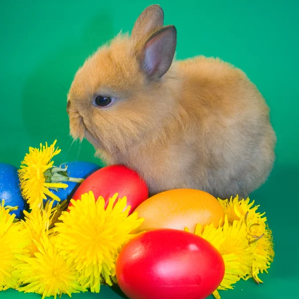 Маленькі кролики і барвисті великодні яйця — стокове фото