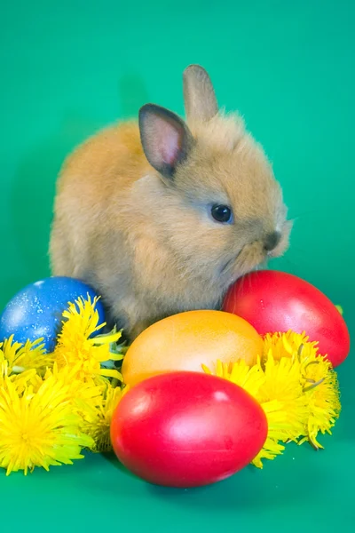 Braunes kleines Kaninchen auf grünem Hintergrund — Stockfoto