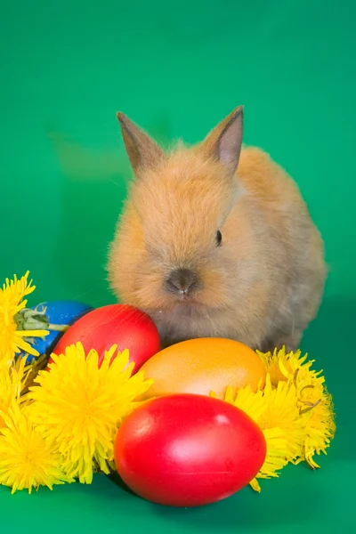 De kleine konijnen en kleurrijke paaseieren — Stockfoto