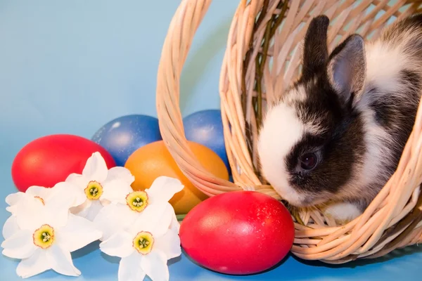 Os coelhos pequenos e ovos de Páscoa coloridos — Fotografia de Stock