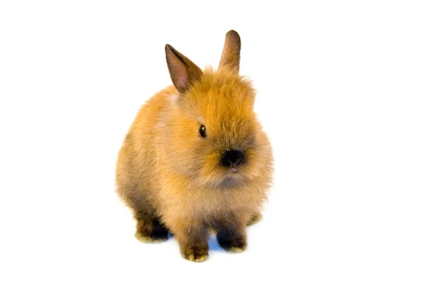 Conejo pequeño marrón aislado sobre un fondo blanco —  Fotos de Stock