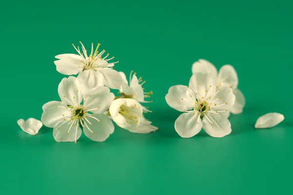 Blommor av ett körsbär på en grön bakgrund. — Stockfoto