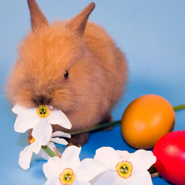 小さなウサギとカラフルなイースターエッグ — ストック写真