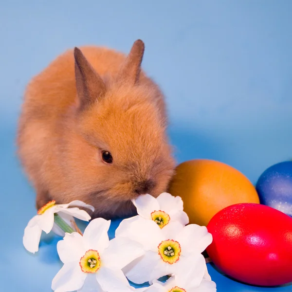 Τα μικρά κουνέλια και πολύχρωμα Πασχαλινά αυγά — Φωτογραφία Αρχείου