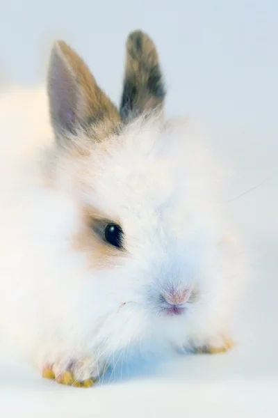 stock image Portrait of small rabbit