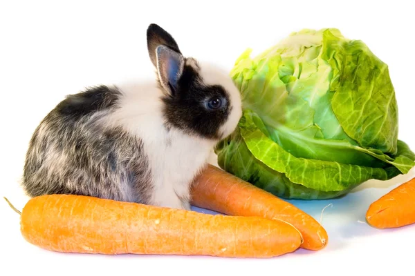 The small rabbit sits about vegetables on a white background — Stock Photo, Image