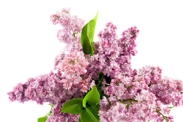 Buquê de Lilac — Fotografia de Stock