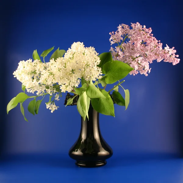 Bouquet d'un lilas dans un vase sur fond bleu . — Photo