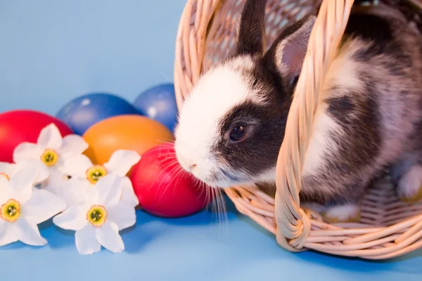 The small rabbits and colourful easter eggs — Stock Photo, Image
