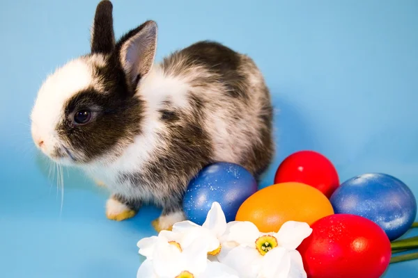 Маленькі кролики і барвисті великодні яйця — стокове фото