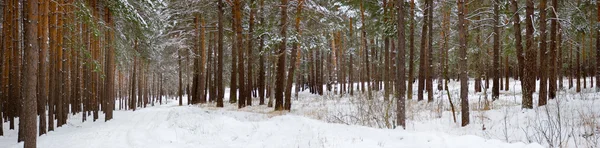 Winter pine wood — Stock Photo, Image