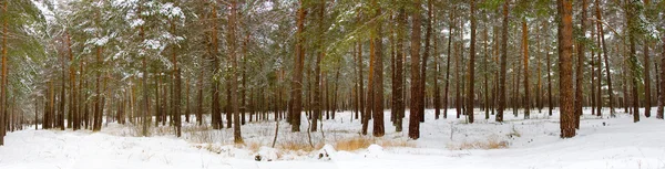 Madeira de pinho de inverno — Fotografia de Stock