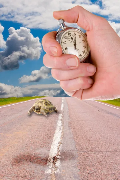 Turtles and hand with a stop watch — Stock Photo, Image