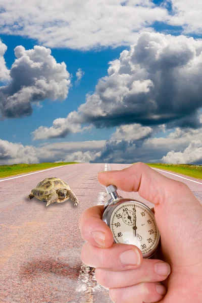 Turtles and a hand with a stop watch — Stock Photo, Image