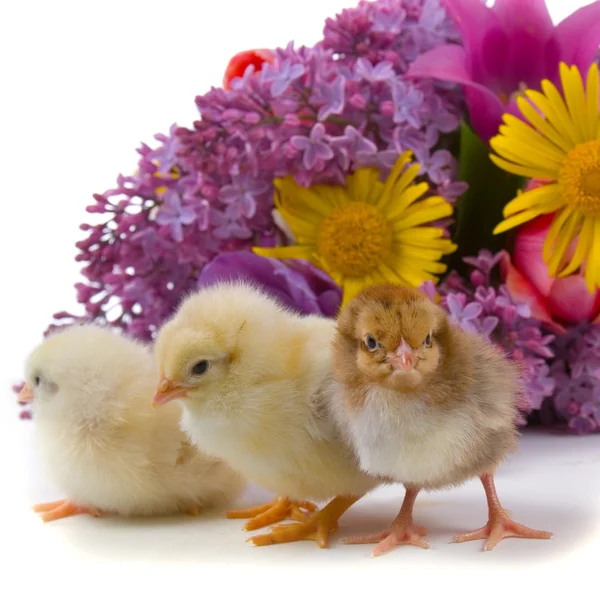 Kurczaki i bukiet kwiatów — Zdjęcie stockowe