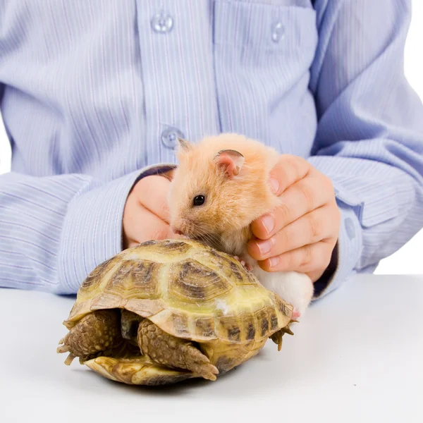 Rapaz apresenta um hamster e uma tartaruga — Fotografia de Stock