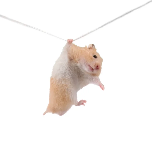 仓鼠挂在一根绳子 — 图库照片