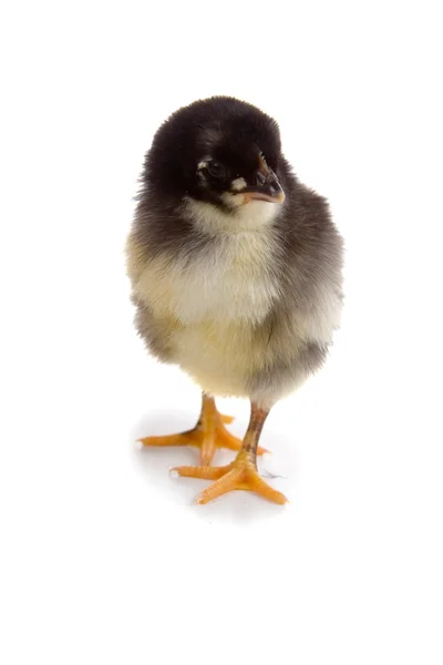 Huhn — Stockfoto