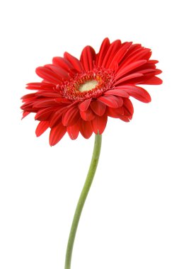 izole kırmızı gerbera