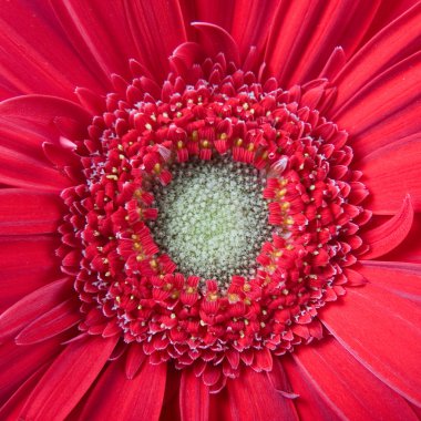 Kırmızı gerbera yakın çekim