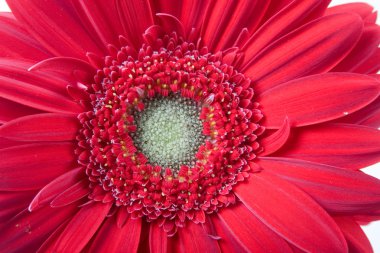 Kırmızı gerbera yakın çekim