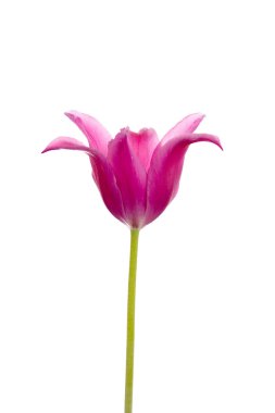 Pink tulip clipart