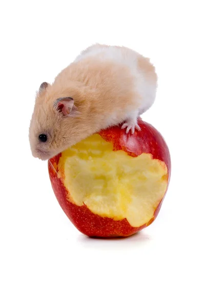 Chomik na jabłko — Zdjęcie stockowe