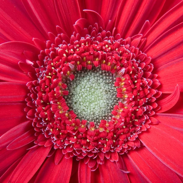 Red gerbera close-up — Stock Photo, Image