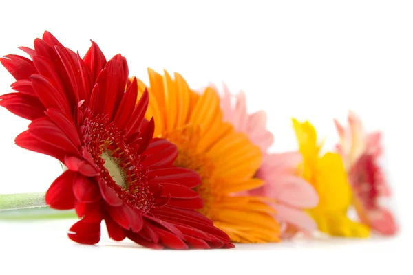 ガーベラの花束 — ストック写真