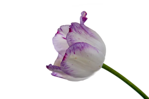 Lilac tulip — Stock Photo, Image