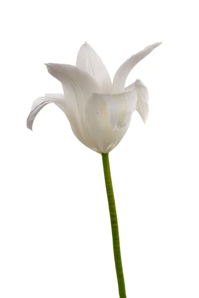 Tulipe blanche — Photo