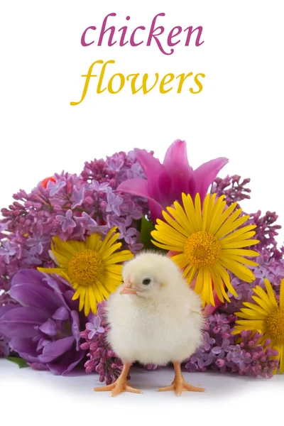 Pollo e bouquet — Foto Stock