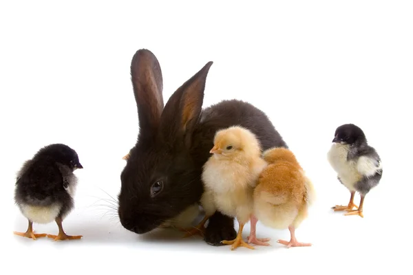 Zwarte konijnen en kippen — Stockfoto
