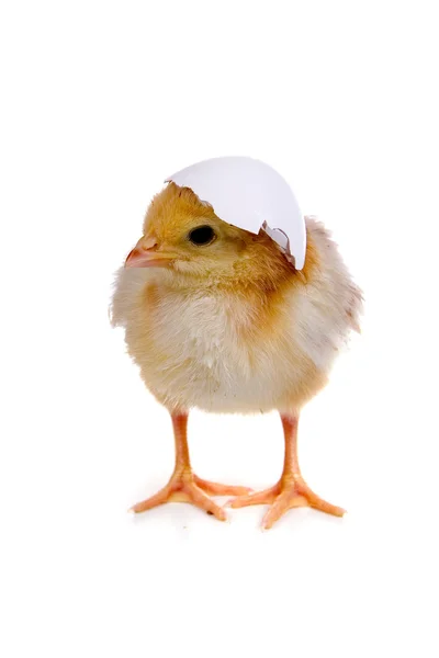 Huhn mit Schale auf dem Kopf — Stockfoto