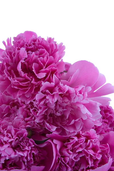 Rózsaszín pünkösdi rózsa — Stock Fotó